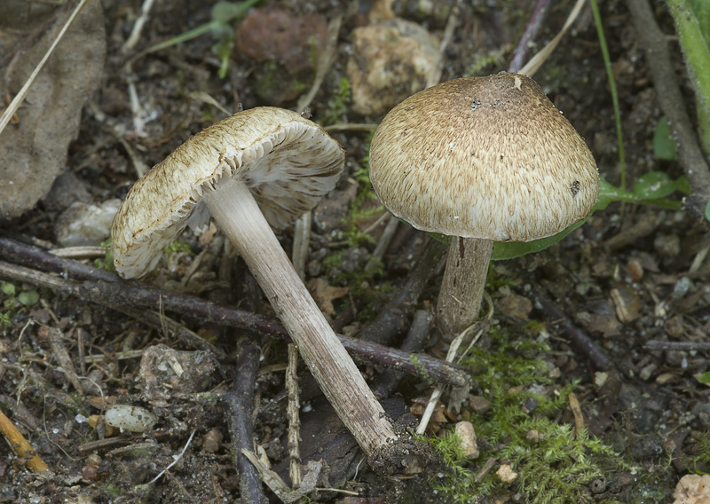 Inocybe curvipes